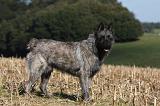 BOUVIER DES ARDENNES 243